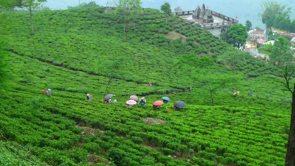 Darjeeling Tour Package athiti devo bhavo tours rishikesh uattrakhand