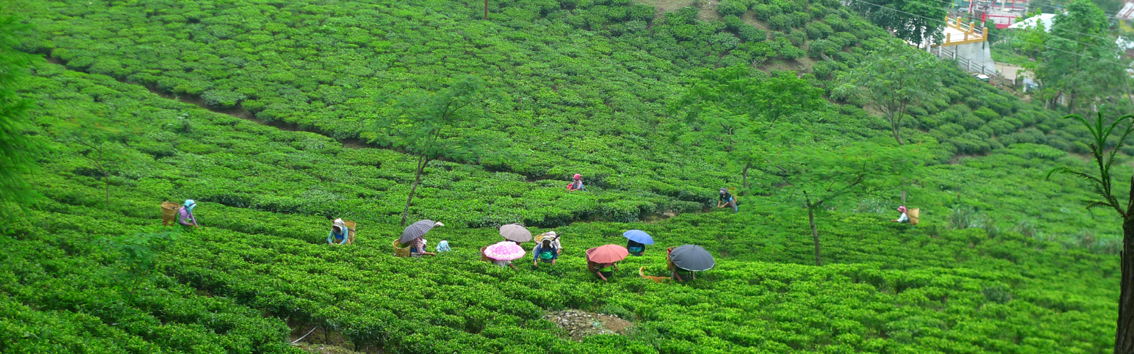 Darjeeling Tour Package athiti devo bhavo tours rishikesh uattrakhand