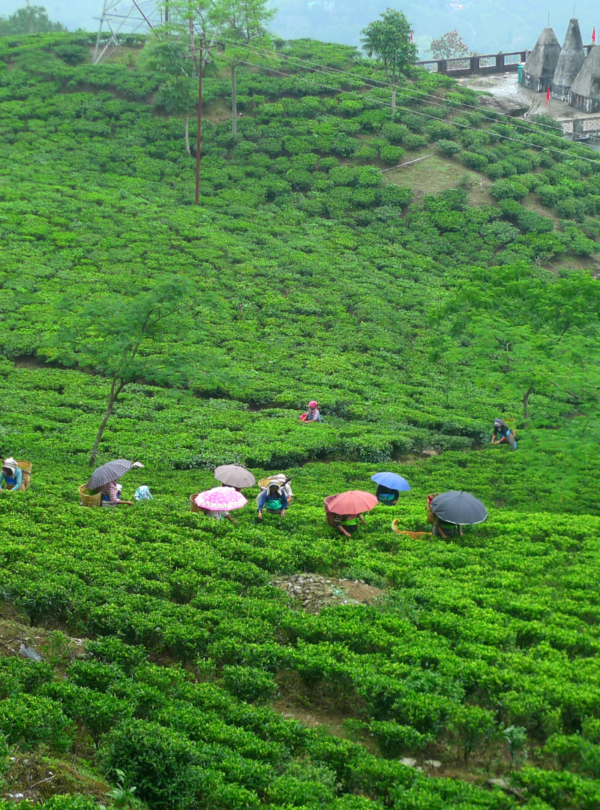 Darjeeling Tour Package athiti devo bhavo tours rishikesh uattrakhand