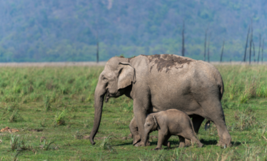Jim Corbett safari athiti devo bhavo tours rishikesh