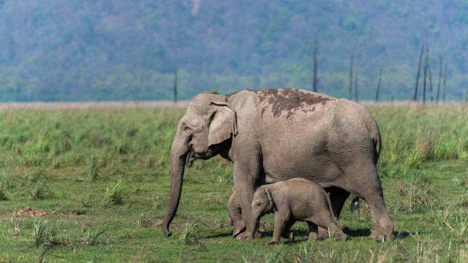 Jim Corbett safari athiti devo bhavo tours rishikesh