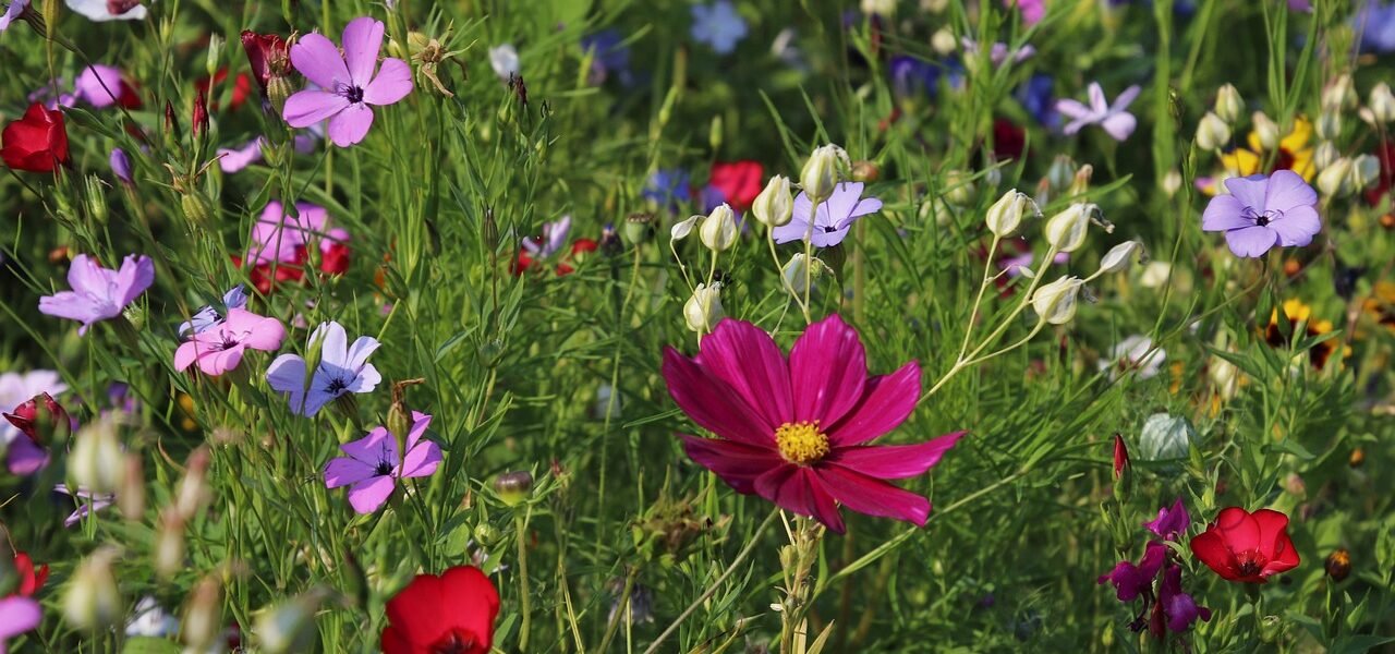 valley of flowers athiti devo bhavo tours rishikesh uattrakhand