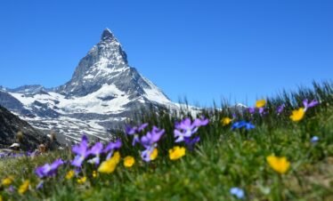 mountains, snow, flowers-1516733.jpg