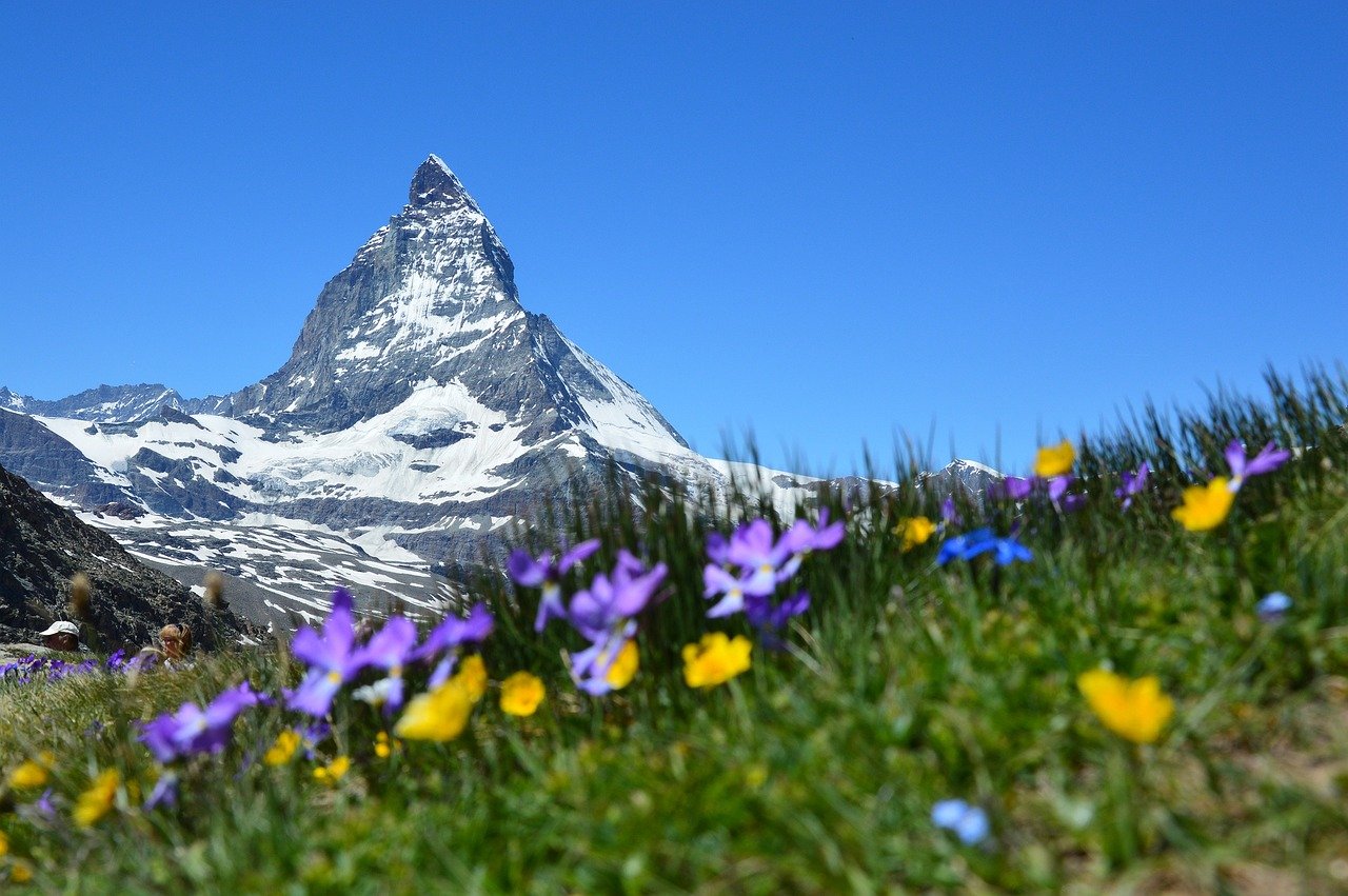 mountains, snow, flowers-1516733.jpg